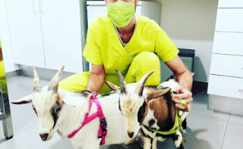 Clínica Veterinaria Terravet