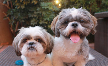 Cilniana Clínica Veterinaria ll