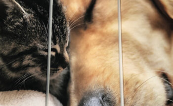 Centro Veterinario Monda