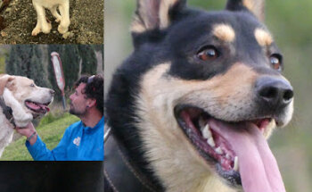 Centro Veterinario Benahavis