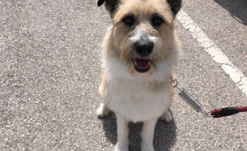 Clínica Veterinaria Shangó