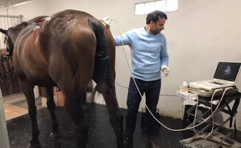 Sport Horse Vet in Belgium