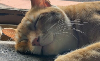 Susana veterinària Hostalric