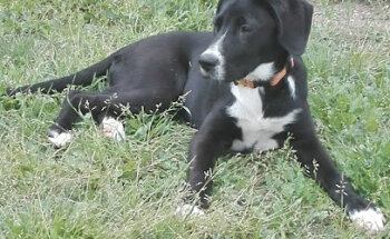 CONSULTORI VETERINARI AIGUAFREDA