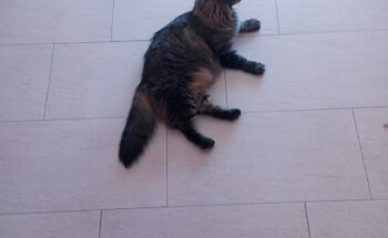 Clinica Veterinaria Phobimalia