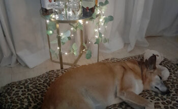 Centre Veterinari Jaume Ciré