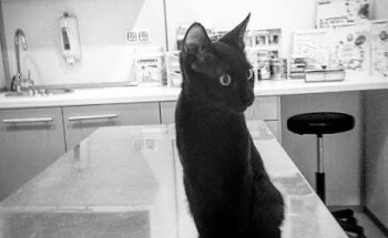 Hostalets Veterinària