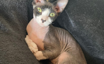 Clínica Veterinària Collbaix