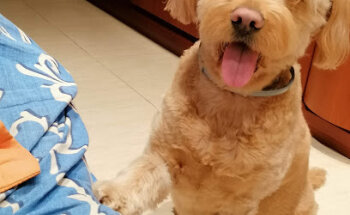 Clínica Veterinària Capellades