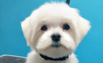 Feres Consulta Veterinaria