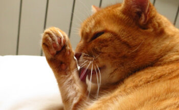 Centro Veterinario San Roque