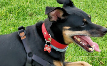 VETALBERT CENTRE VETERINARI