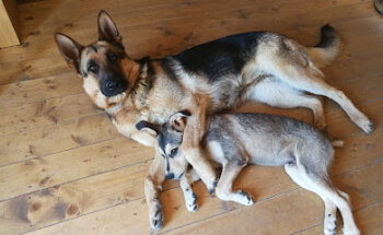 Centro Veterinario Gaia