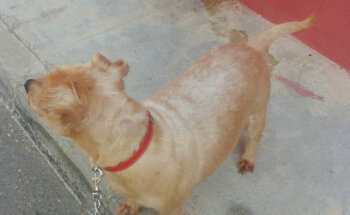 Clinica Veterinaria Sant Miquel