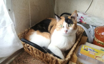 Clínica Veterinaria Yepes