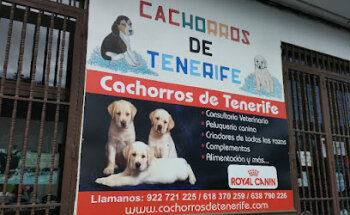 Cachorros De Tenerife S C