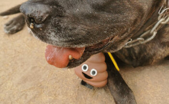 Animal Center Sur S.L.