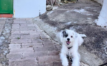 Clinica Veterinaria Pet Lovers Los Gigantes