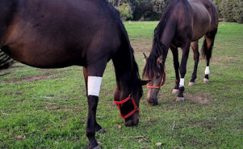 Sabatier Veterinarios - Veterinario a domicilio