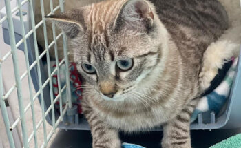 CENTRO VETERINARIO ABC