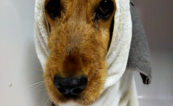 Clínica Veterinaria Molina