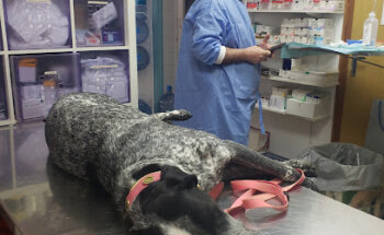 Miquel Mercadal Vaquer