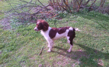 Veterinario Ambrosio González