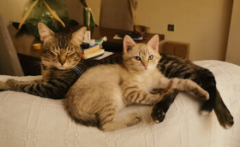 CLINICA VETERINARIA TIERRA DE MASCOTAS