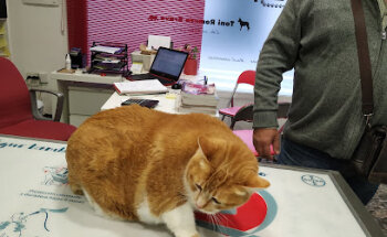 Consultorio veterinario VetEspejo