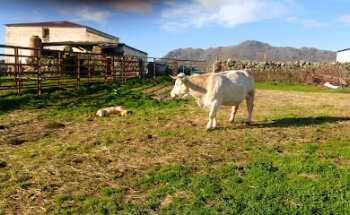 VETERINARIO CLÍNICO MANUEL CHAPARRO SANZ