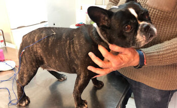 VETERINARI L'AMPOLLA