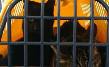 Rosa Chorro Monserrat