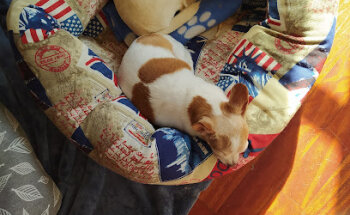 Girbet Serveis Tecnics Veterinaris