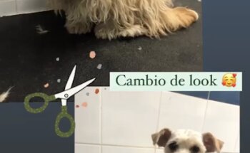 Veterinaria D. Moreno