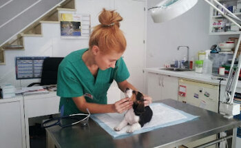 Clinica Veterinaria Minipatitas