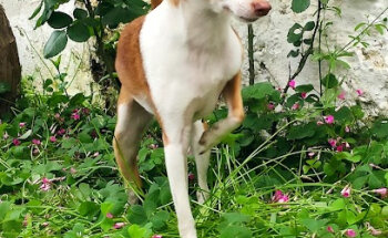 Clínica Veterinaria Dogtorex