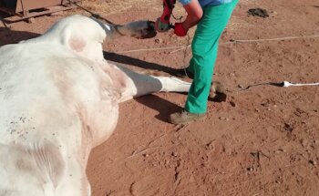 GLOBALVET SERVICIOS VETERINARIOS