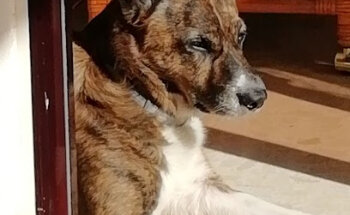 El Passeig Clínica Veterinaria