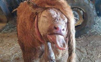 CENTRO VETERINARIO ARCO DEL ARA. Antonio Hernández Trancoso