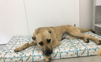 Granavet Cartagena, Clínica Veterinaria especializada en castraciónes