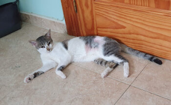 Consulta Veterinaria Sorbas