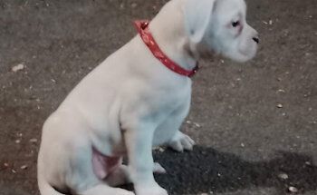 Clínica veterinaria Ayora