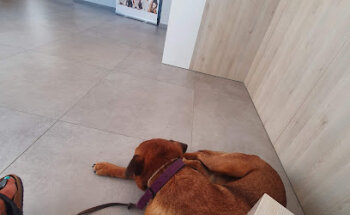 Clinica Veterinaria Bernia Gata de Gorgos