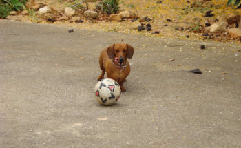 Clínica Veterinària Portocolom