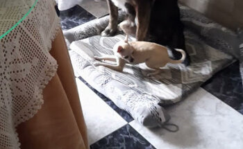 Clínica Castilblanco