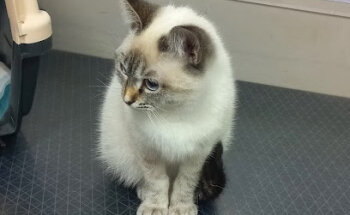 Consultorio Veterinario ARGOS