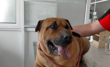 Centro Veterinario Manuel Palomo