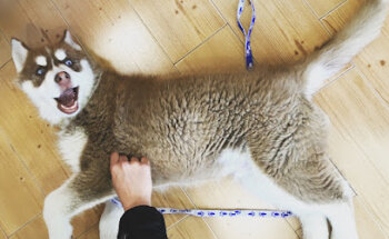 Clínica Veterinaria Nutrizoo