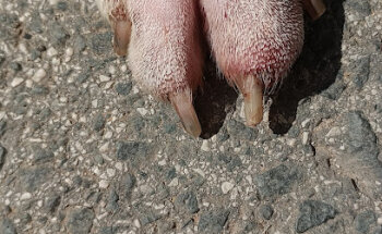 Centro Veterinario Sangüesa