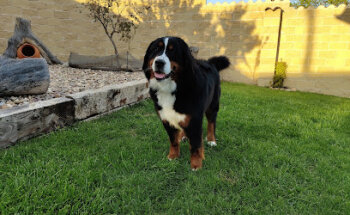 Consultorio Veterinario Las Viñas